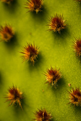 Cactus Macro