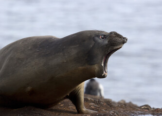 Screaming sea lion on Antarctica beach