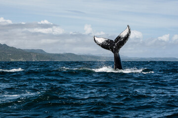 Tail of Humpback whale in Samana, Dominican republic © Designpics