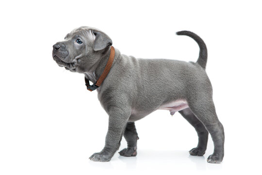 One month old thai ridgeback puppy dog in brown collar standing. Isolated on white. Copy space.