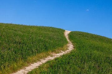 Fototapeta na wymiar A beautiful empty footpath through a sunny countryside meadow and a blue sky background.