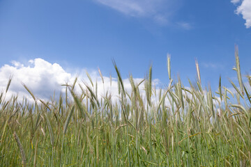 Obraz premium A sunny green wheat field with a blue sky in the background.