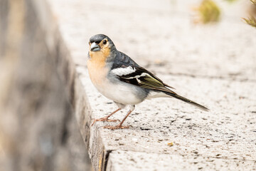 Small chaffinch in nature