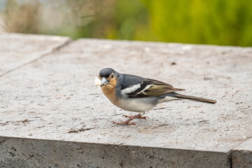 Small chaffinch in nature