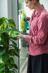 Housewife sprays home plants, flowers, from a spray bottle. The concept of caring for domestic plants.