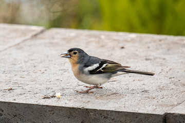 Small chaffinch in nature