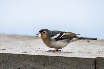 Small chaffinch in nature