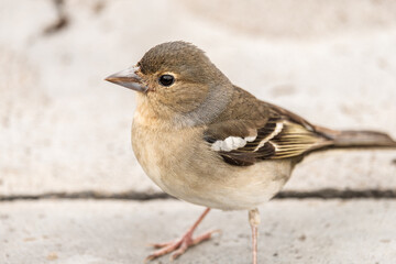 Small chaffinch in nature
