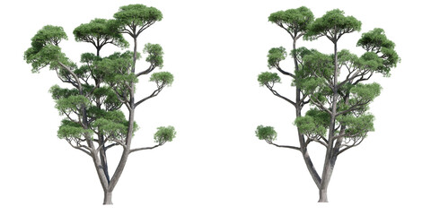 set of green trees isolated on transparent or white background