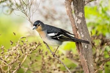 Small chaffinch in nature
