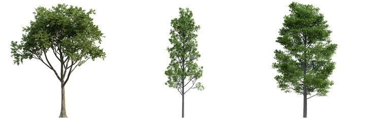 Obraz premium set of green trees isolated on transparent or white background