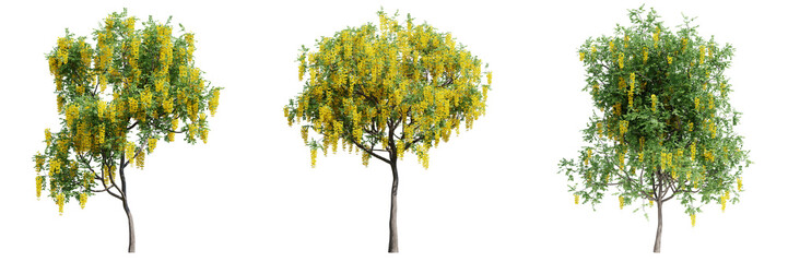 Fototapeta premium set of green trees isolated on transparent or white background