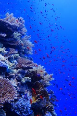 Deep coral reef and school of fish.  Corals and swimming fish (anthias), wild marine life. Underwater photography from scuba diving, tropical sea with aquatic wildlife. - obrazy, fototapety, plakaty