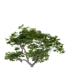 green tree isolated on transparent or white background