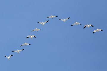 Migrating Snow Geese flying in a V formation across a blue sky.