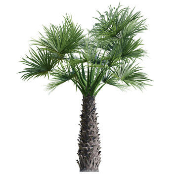 palm tree isolated on transparent or white background