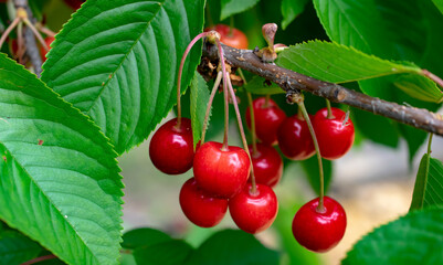fruits of a ripening cherry hanging on a tree