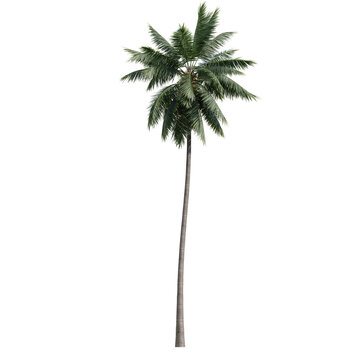 palm tree isolated on transparent or white background