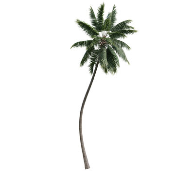 palm tree isolated on transparent or white background