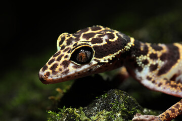 Guangxi Cave Gecko (Goniurosaurus kwangsiensis)