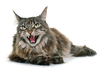 Fototapeta premium angry maine coon in front of white background