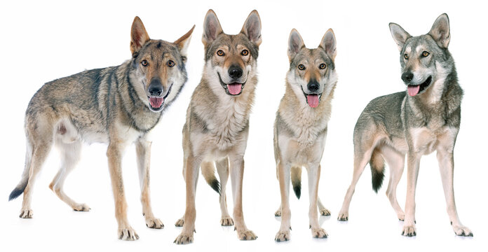 czechoslovakian wolf dogs in front of white background