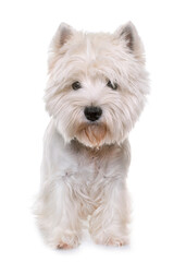 adult west highland white terrier in studio