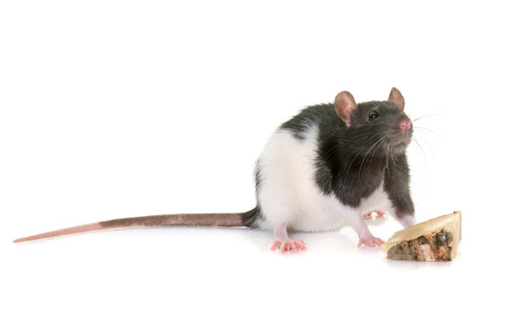 domestic rat in front of white background