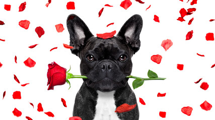 french bulldog dog crazy and silly in love   on valentines day , rose petals flying and falling as background, isolated on white ,rose  in mouth