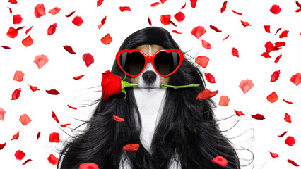 jack russell dog  for valentines day in love with rose in hair and mouth, with black long curly...