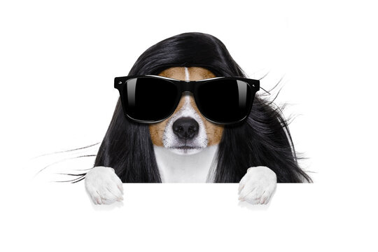 hairdresser dog ready to look beautiful by comb, scissors, dryer, and spray at the wellness spa salon, isolated on white background behind a white banner or placard poster