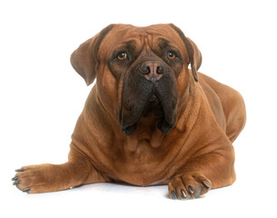 Obraz premium dogue de Bordeaux in front of white background