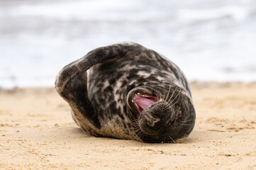 Grey seal pup, Halichoerus grypus, resting on sand beach, UK © Anders93