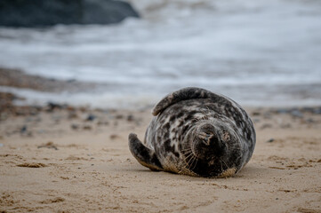 Naklejka premium Grey seal pup, Halichoerus grypus, resting on sand beach, UK