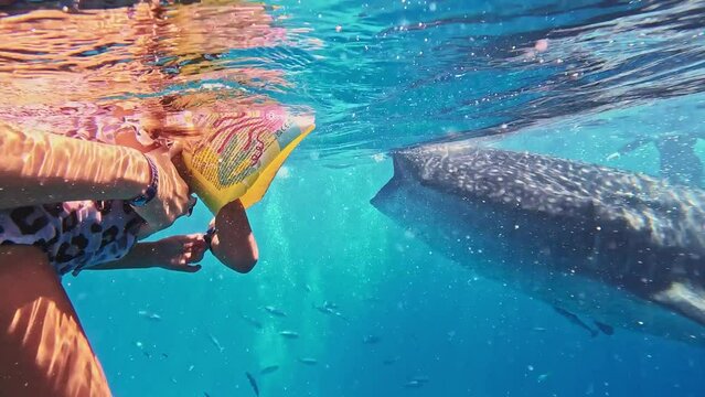 Daughter and Mom swim with whale sharks