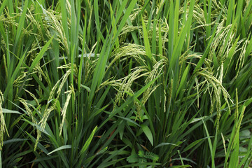 Beautiful rice plant in a field