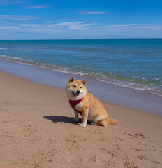 Shiba Inu puppy looks like a little fox