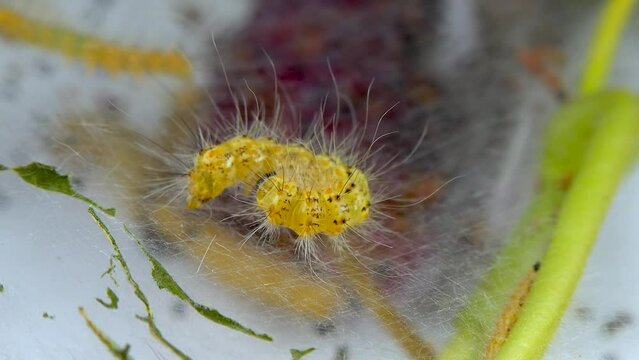 Weaving trees with cobwebs by larvae. Caterpillars of American white butterfly (Hyphantria cunea), moth fall webworm quarantine pest on leaves
