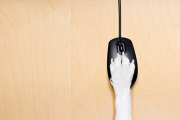 dog paw clicking on a pc computer mouse, searching , and looking online in internet finding...