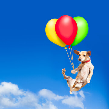 chihuahua dog hanging on balloon, flying and gliding in the sky in the air, while being cool