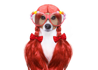 hairdresser dog ready to look beautiful by comb, scissors, dryer, and spray at the wellness spa...