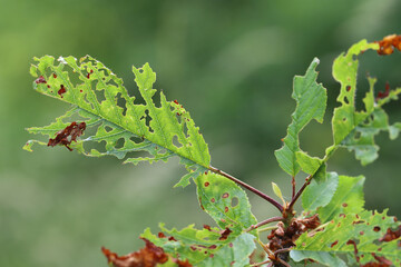 Symptoms of Shot Hole Disease in stone fruits (Prunus spp.) cherries. Causing by fungal plant pathogen Stigmina carpophila (syn. Wilsonomyces carpophilus).