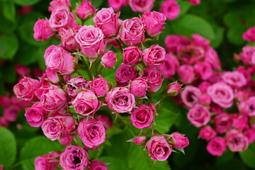 pink roses