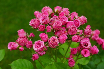 pink flowers in a garden
