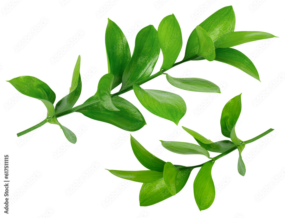 Wall mural Set of two isolated Ruscus branches. Fresh green leaves, florists greenery