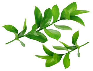 Plakat Set of two isolated Ruscus branches. Fresh green leaves, florists greenery