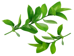 Set of two isolated Ruscus branches. Fresh green leaves, florists greenery