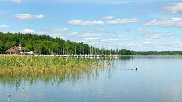 Duck swims on scenic calming Plateliai lake by yacht, sailing boats in harbor. Pristine summer Lithuania nature by Plateliai. Zemaitija national park