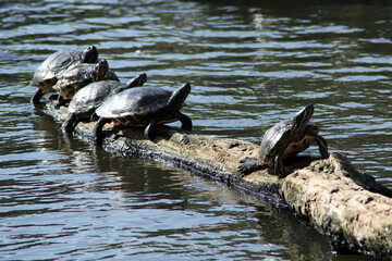 Freshwater Turtles
