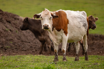 Vache blanche et brune, regardant la caméra, horizontale